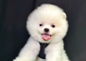 Safkan Pomeranian Boo Yavrularımız